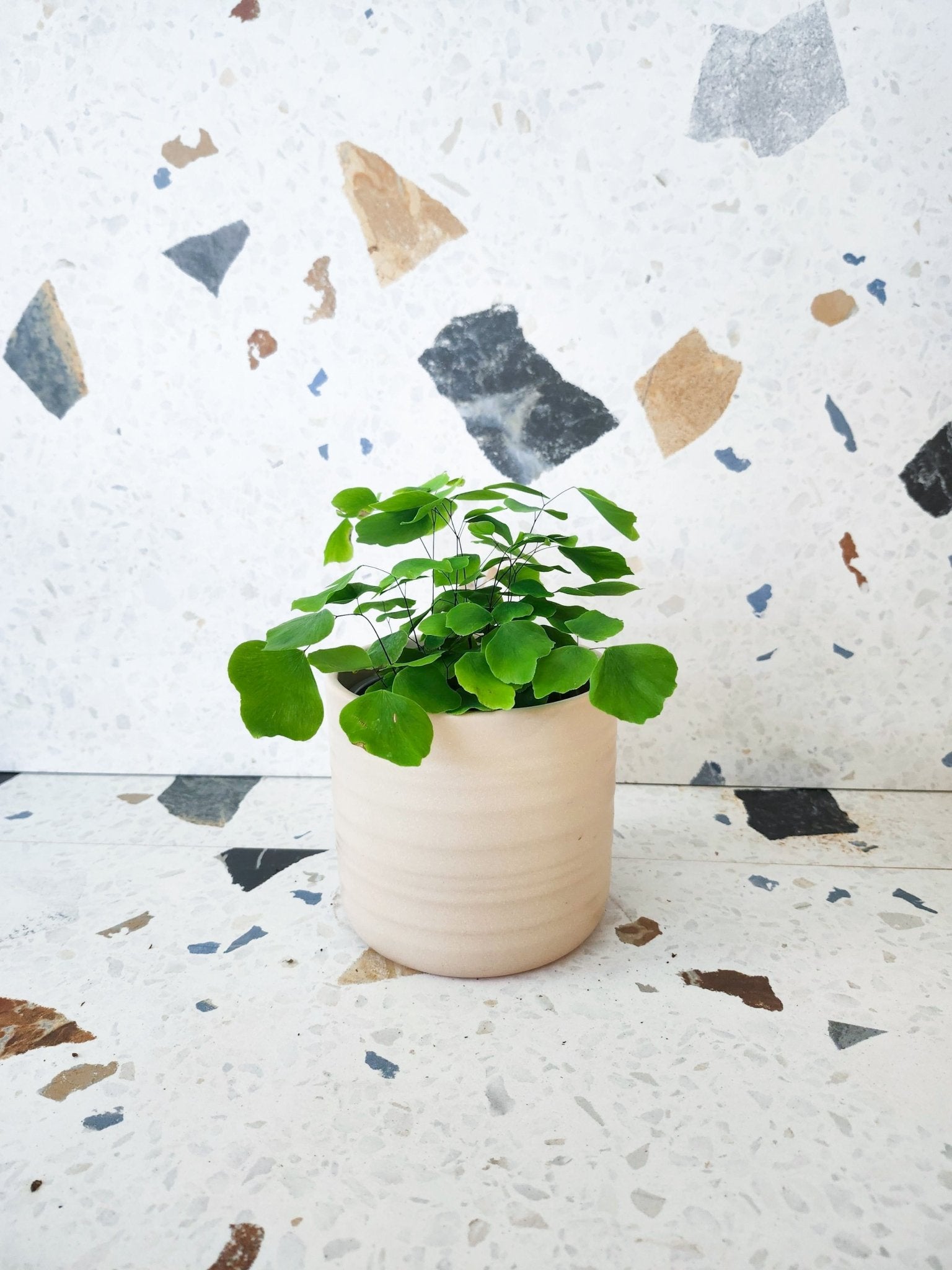 Jessica (Fougère) - Alma Plantes