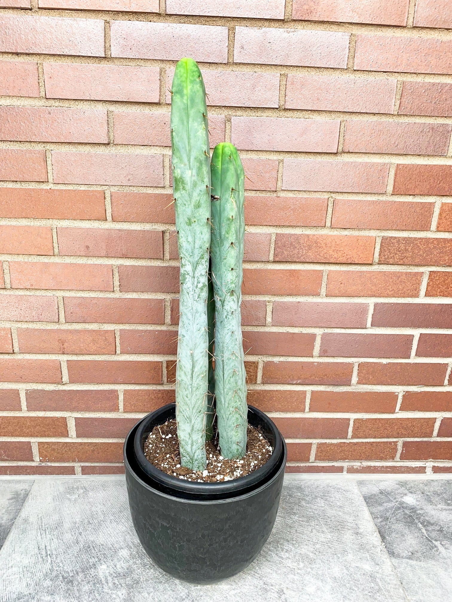 Jessie (Trichocereus) - Alma Plantes
