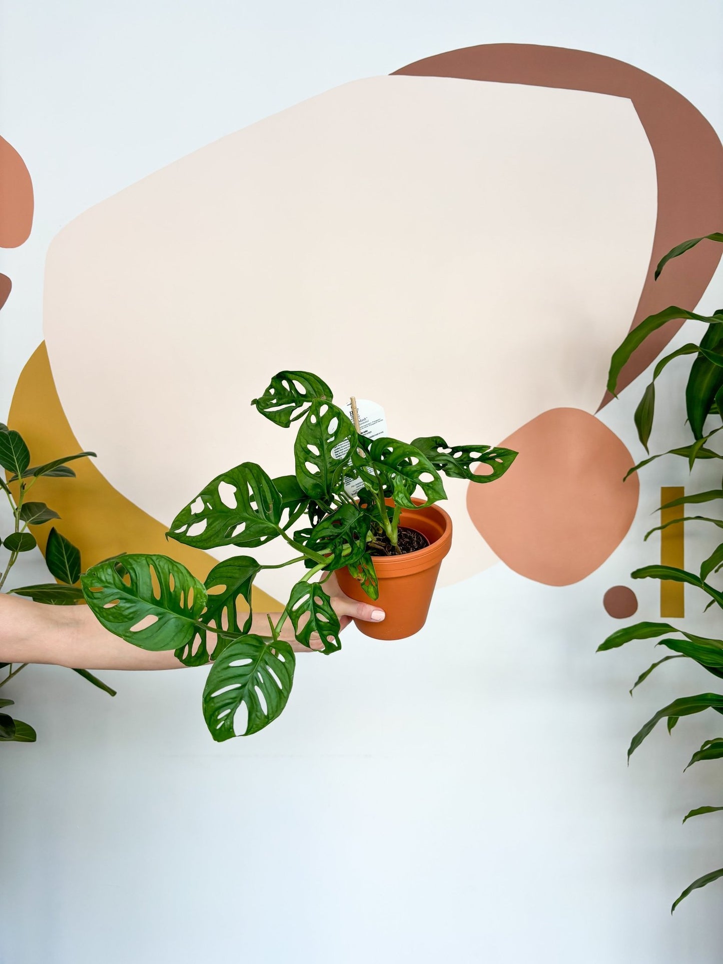 Jeune Adam (Monstera) - Alma Plantes