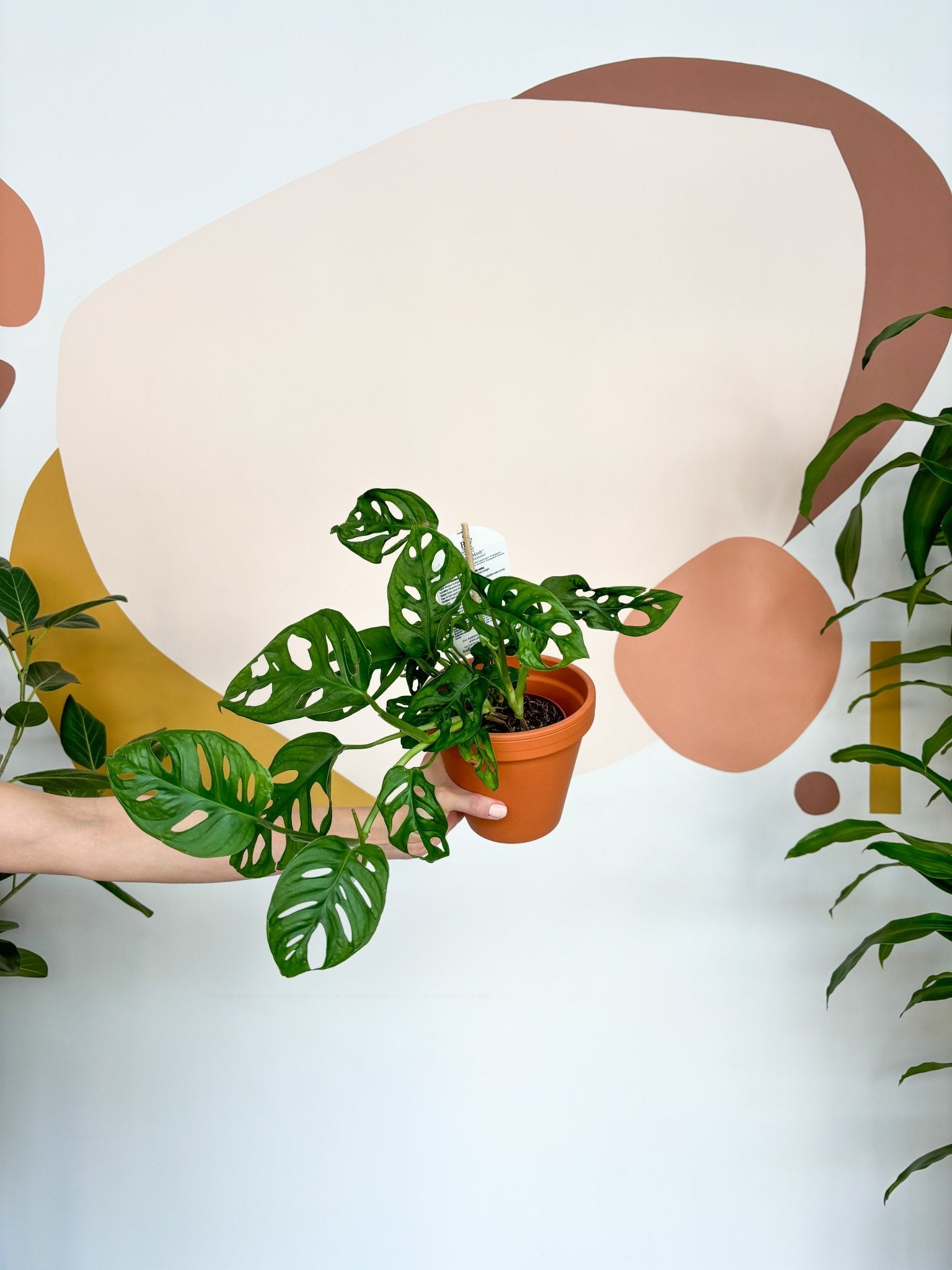 Jeune Adam (Monstera) - Alma Plantes