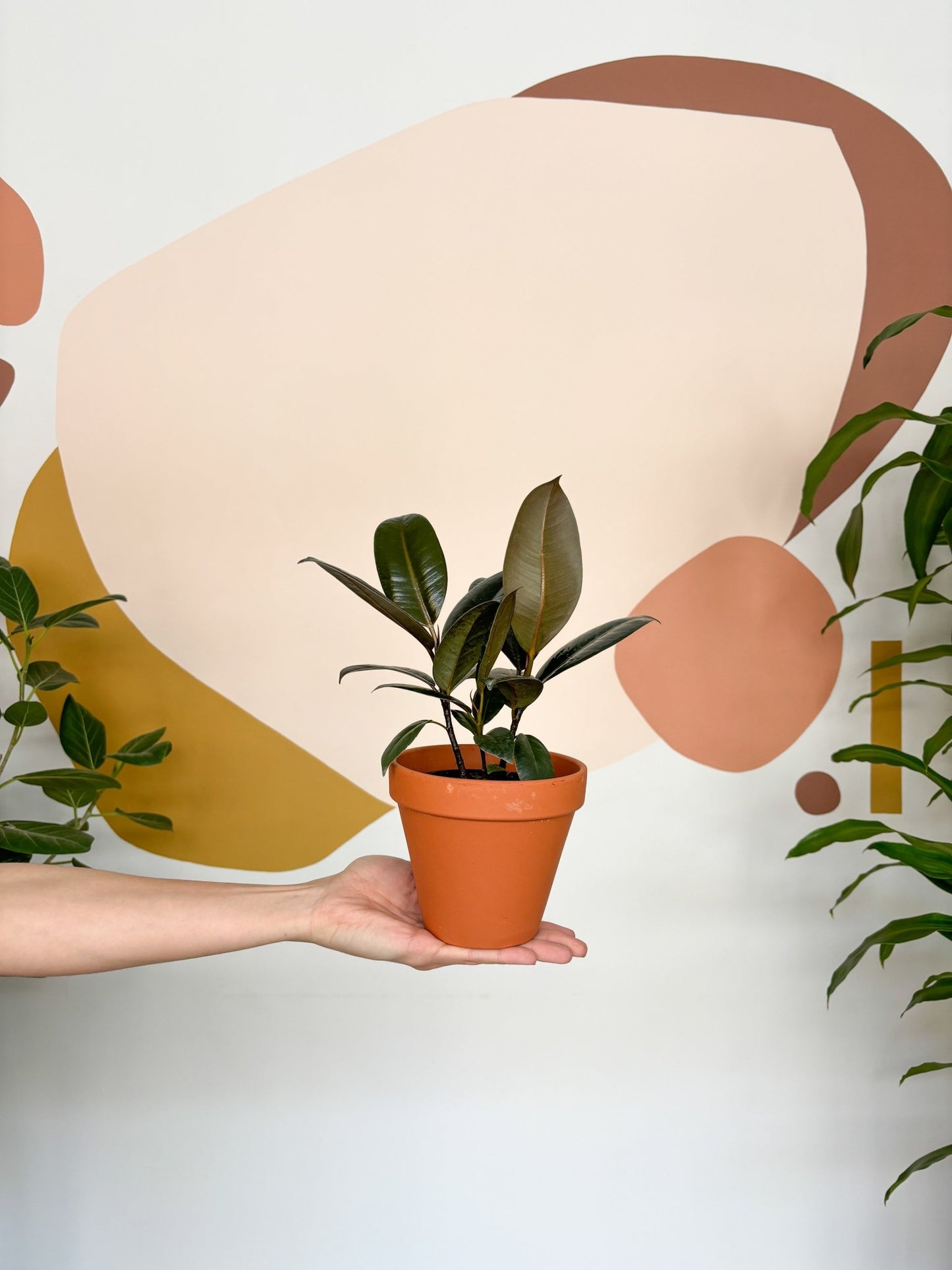 Jeune Ellie (Ficus) - Alma Plantes