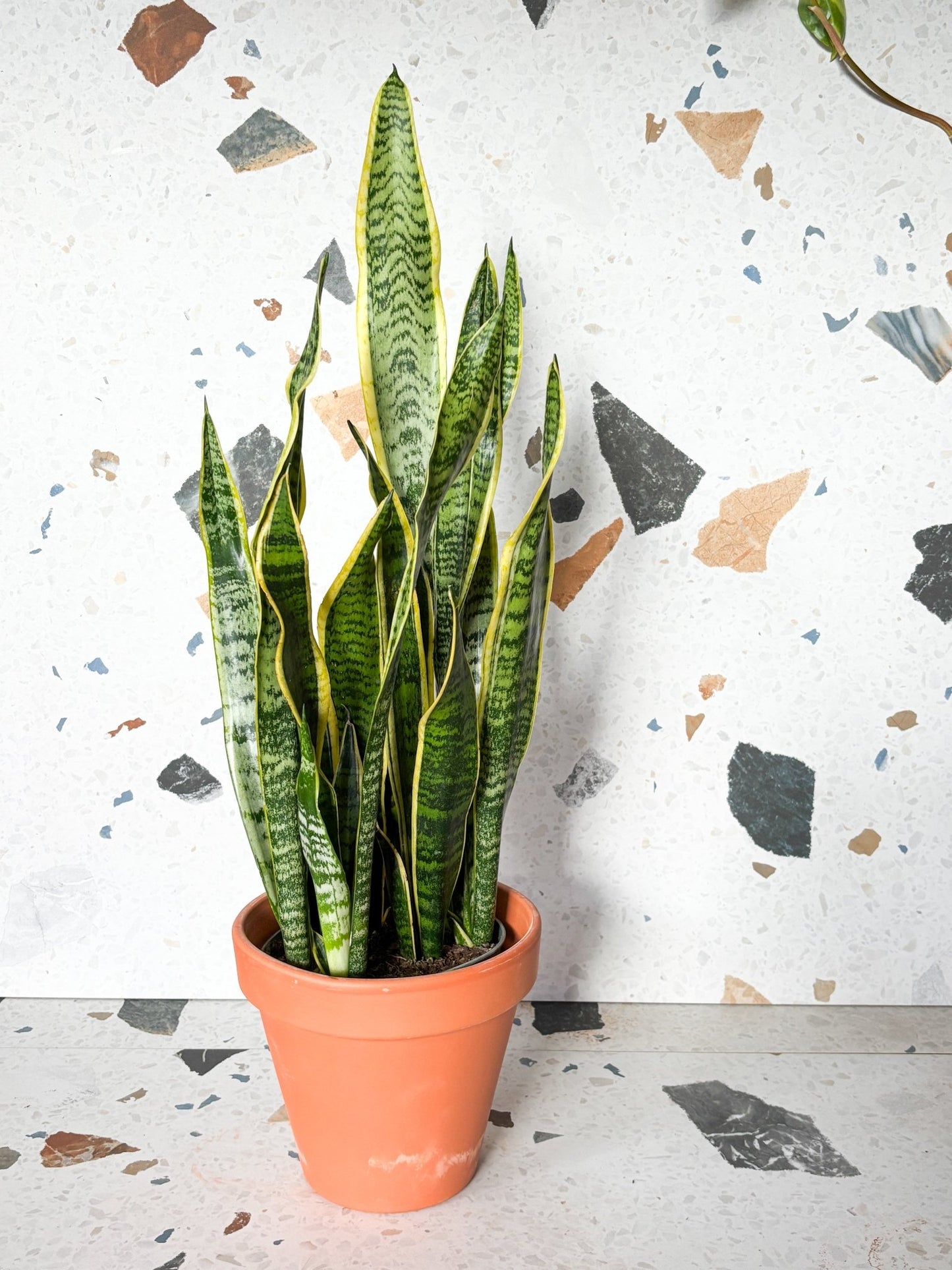 Jeune Lauren (Sansevière) - Alma Plantes