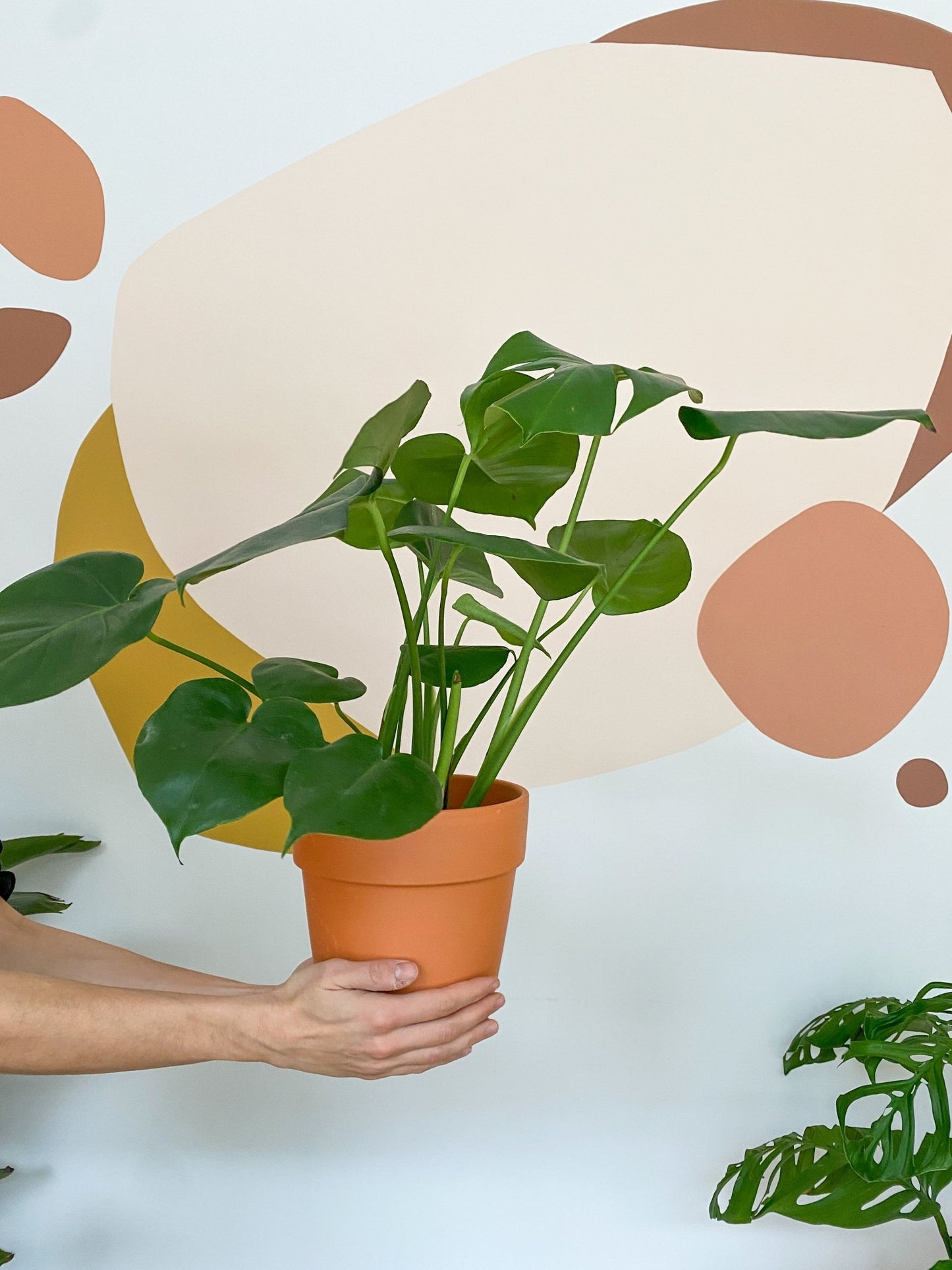 Jeune Monica (Monstera) - Alma Plantes