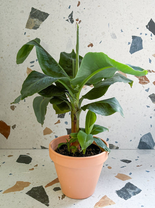 Jeune Musa (Bananier) - Alma Plantes