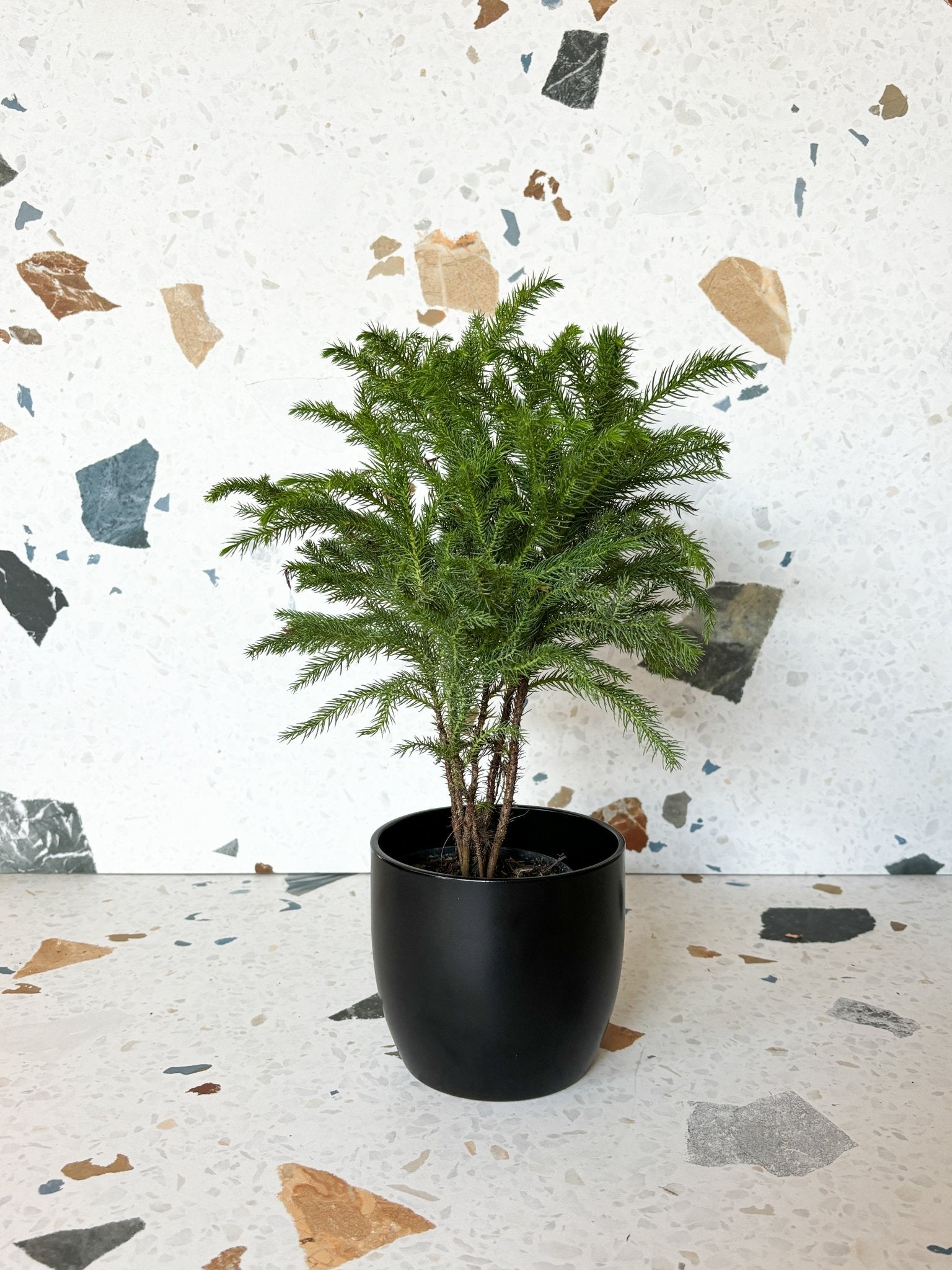 Jeune Normand - Alma Plantes