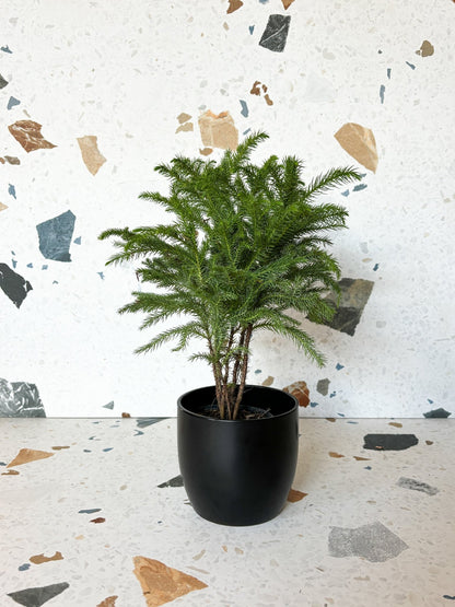 Jeune Normand - Alma Plantes