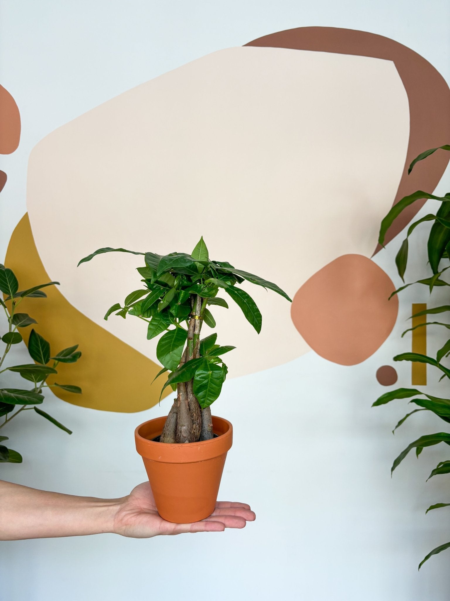 Jeune Patricia (Pachira) - Alma Plantes