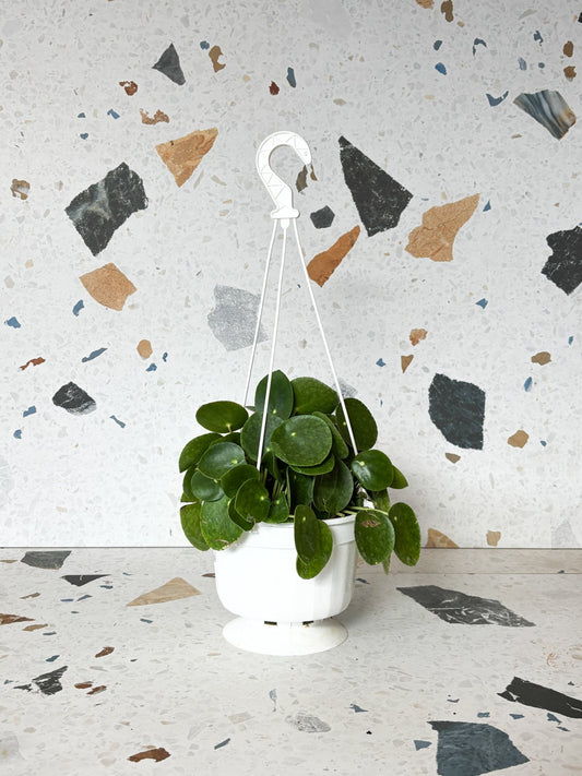 Jeune Pepe (Pilea) - Alma Plantes