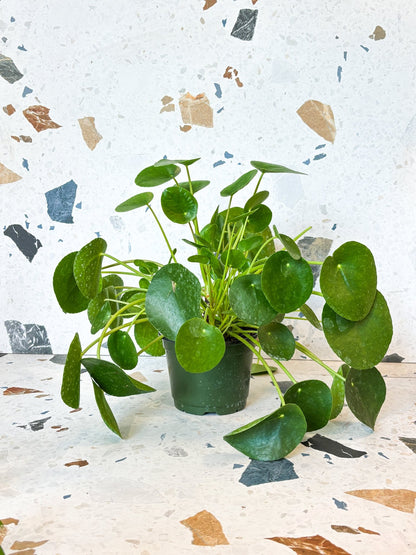 Jeune Pepe (Pilea) - Alma Plantes