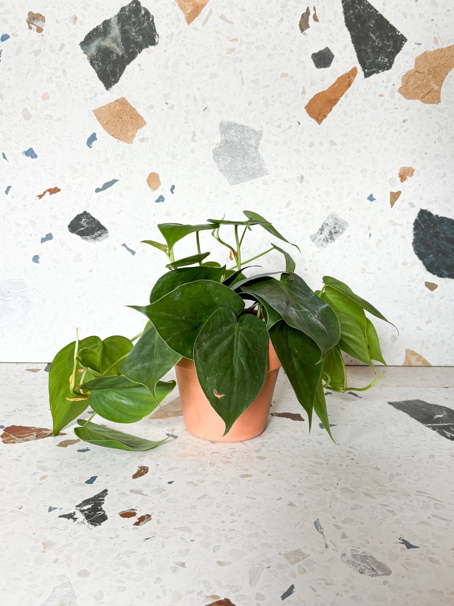 Jeune Philippe (Philodendron) - Alma Plantes