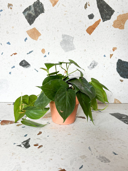 Jeune Philippe (Philodendron) - Alma Plantes