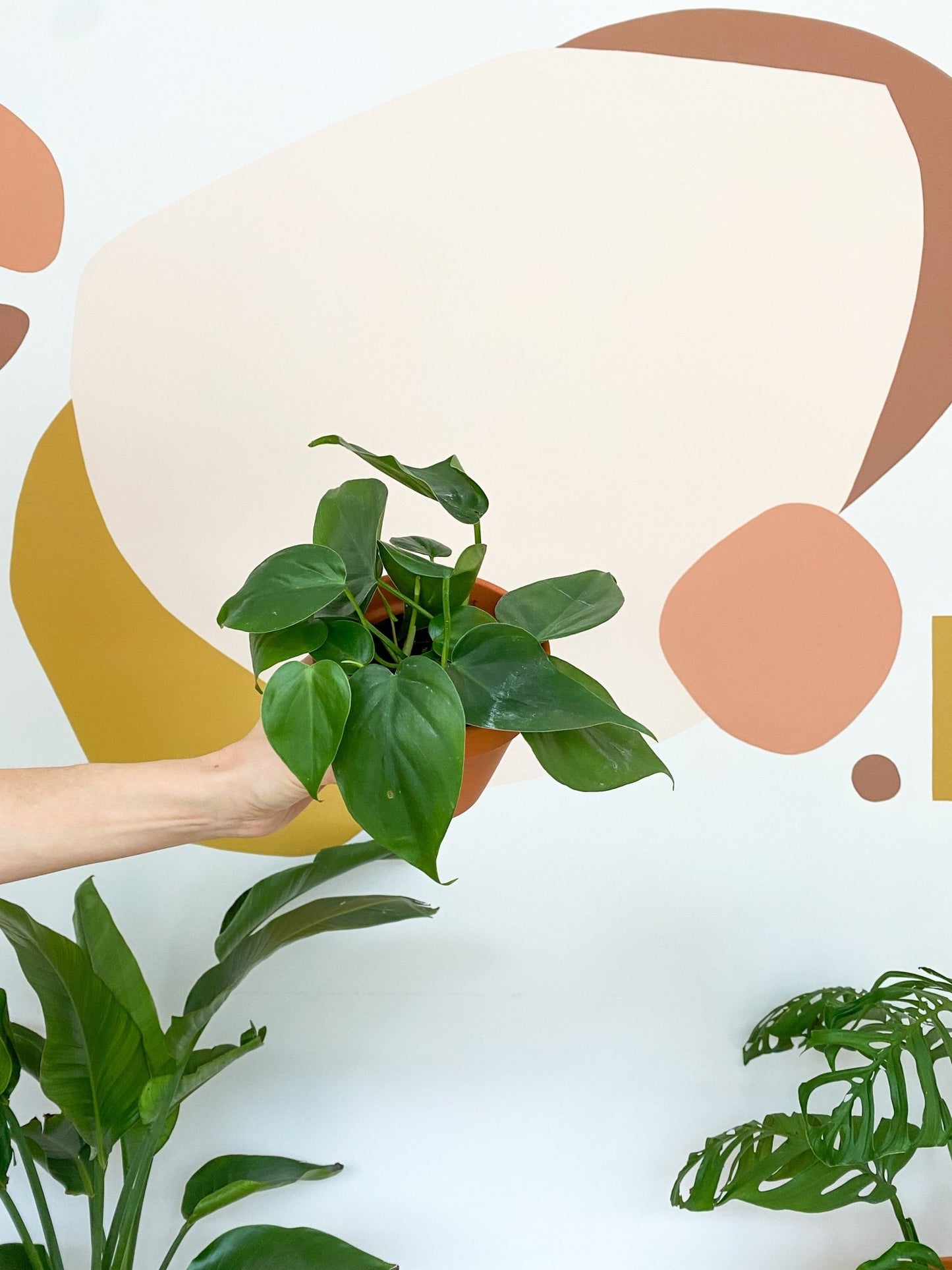 Jeune Philippe (Philodendron) - Alma Plantes