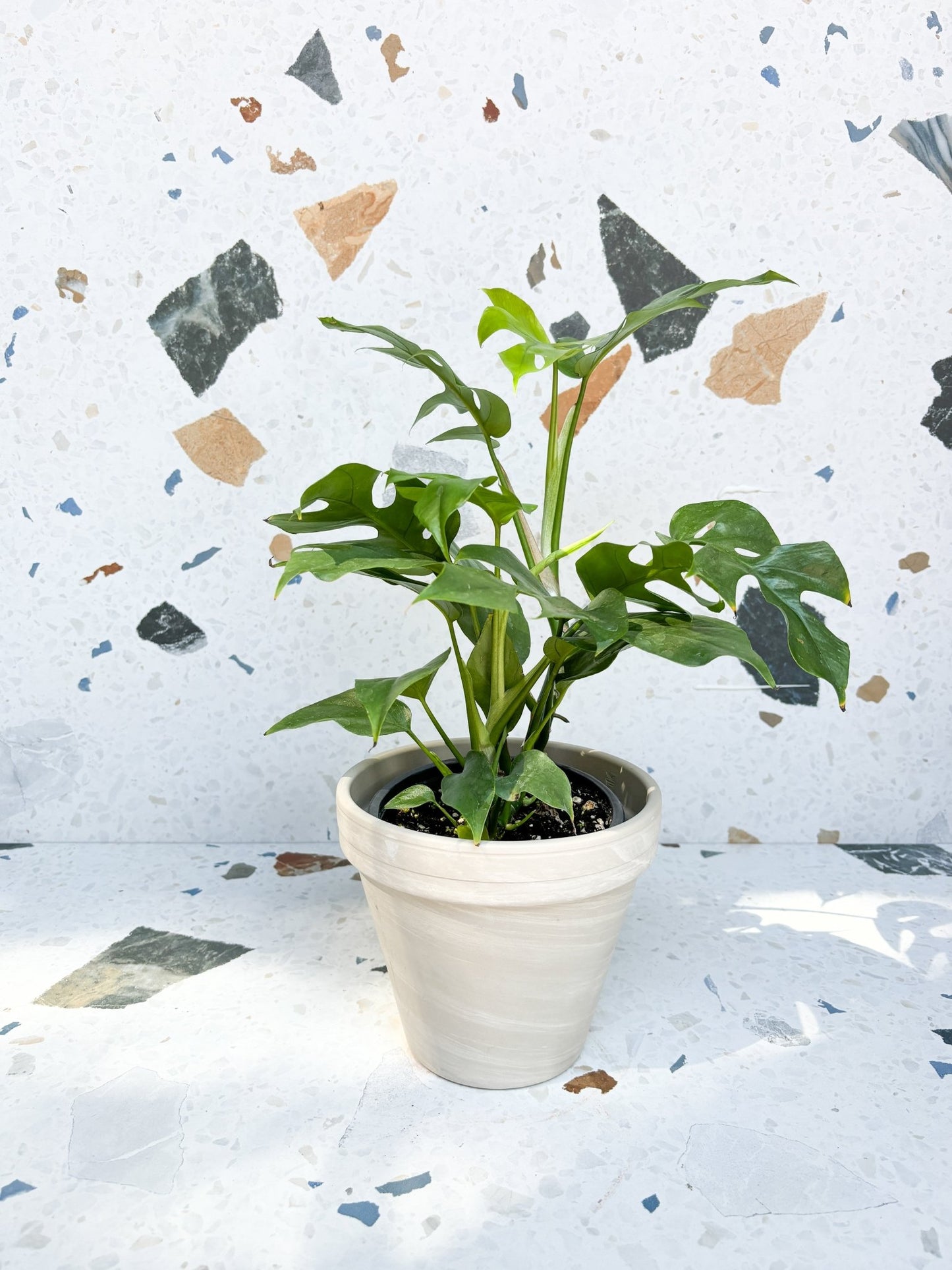 Jeune Raphaëlle (Raphidophora) - Alma Plantes