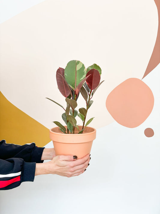 Jeune Ruby (Ficus) - Alma Plantes