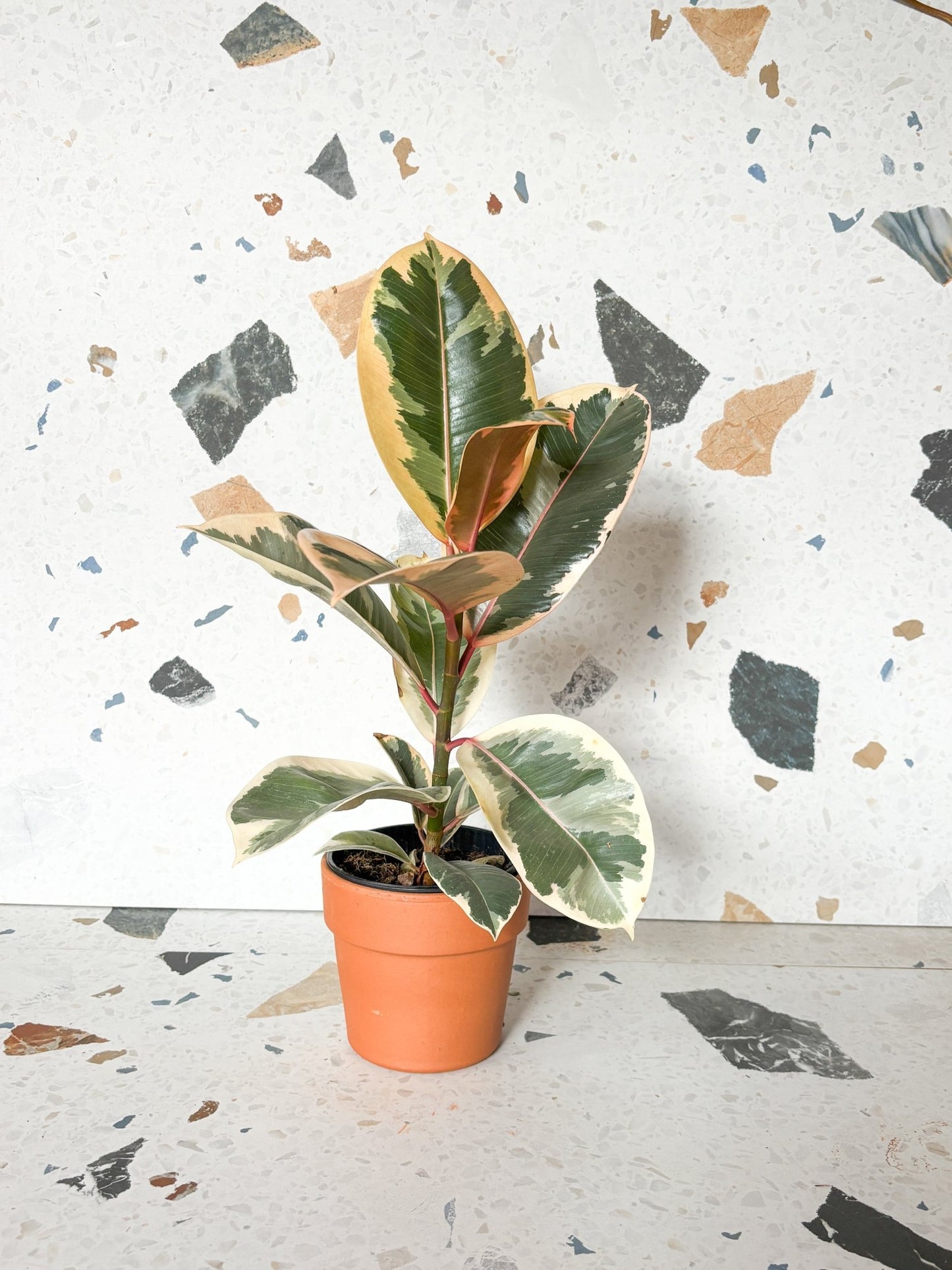 Jeune Valérie (Ficus) - Alma Plantes