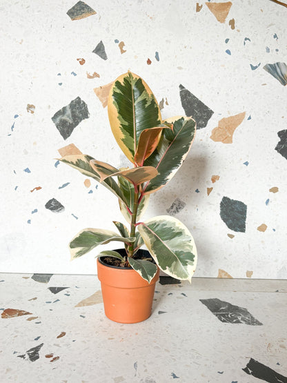 Jeune Valérie (Ficus) - Alma Plantes