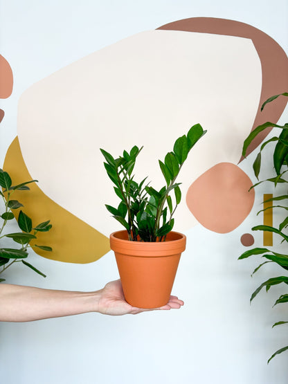 Jeune Zach (Zamioculcas) - Alma Plantes