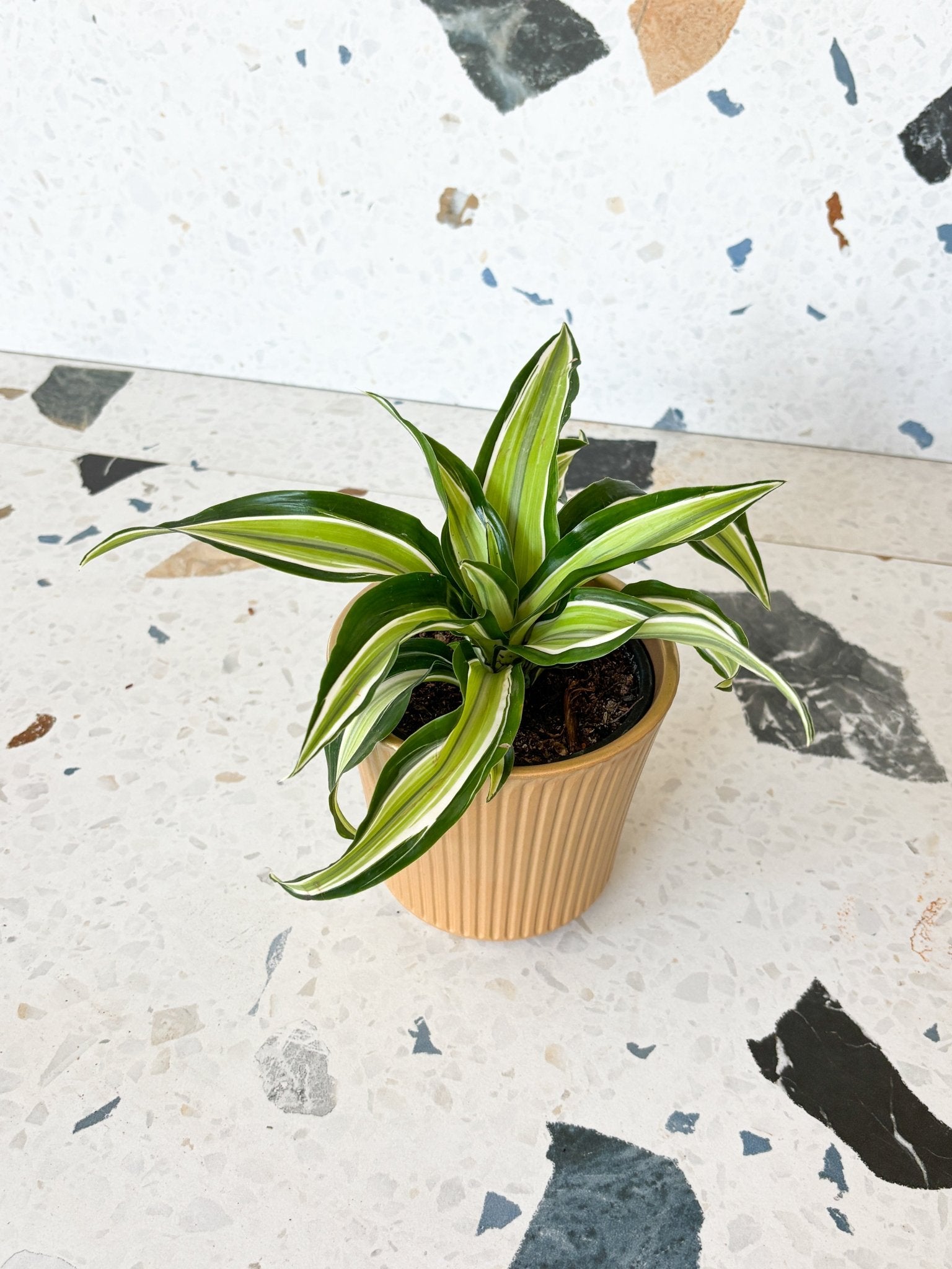 Jewel (Dracaena) - Alma Plantes