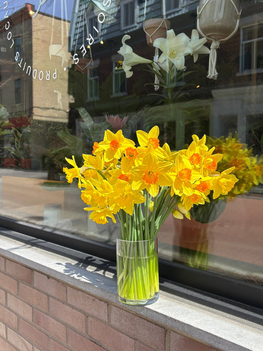 Jonquilles - Alma Plantes