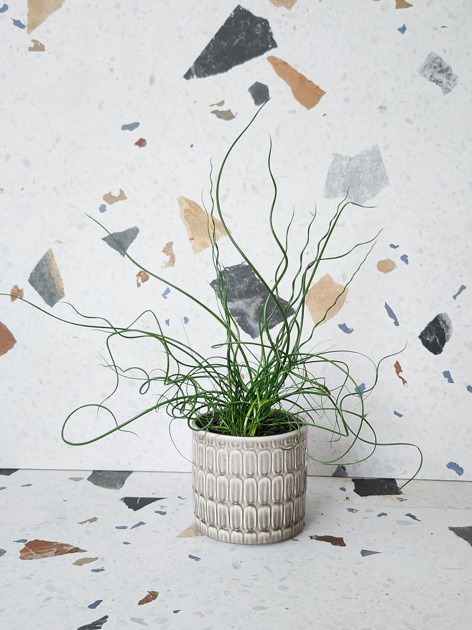 Julien (Juncus) - Alma Plantes