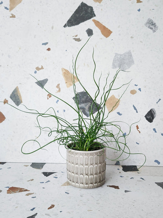 Julien (Juncus) - Alma Plantes