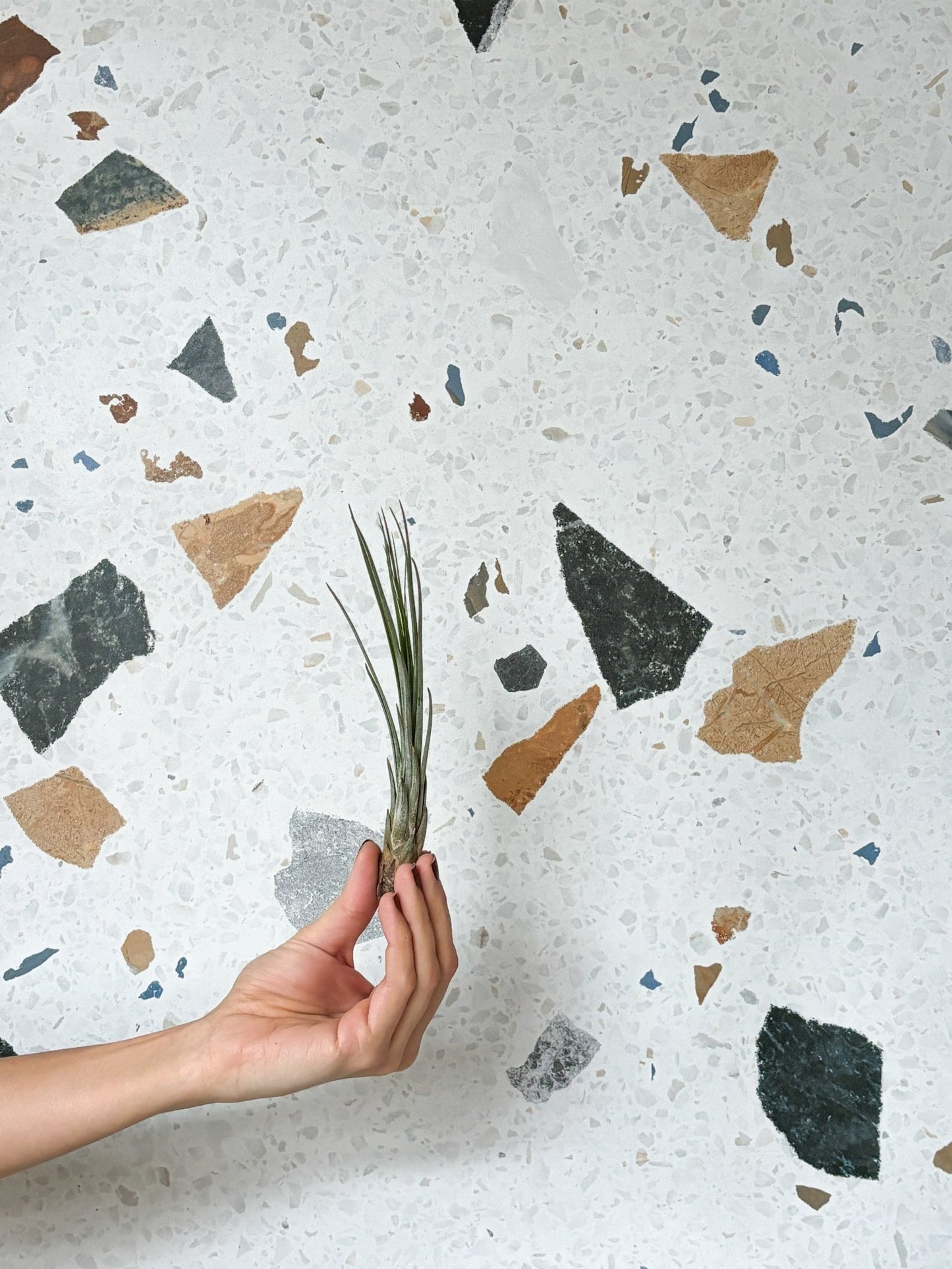 Juncea (Tillandsia) - Alma Plantes