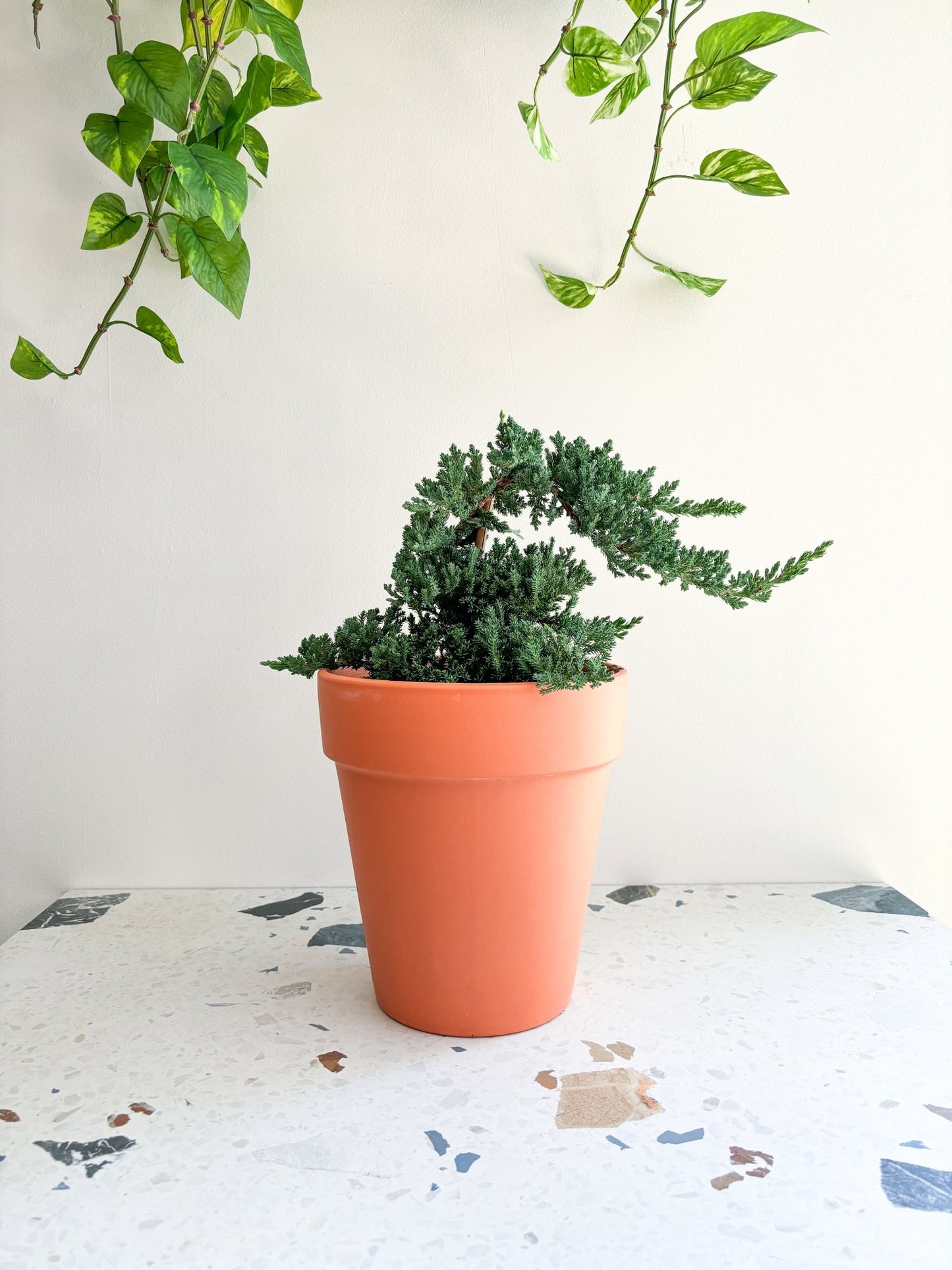 Juniper (Bonsaï) - Alma Plantes