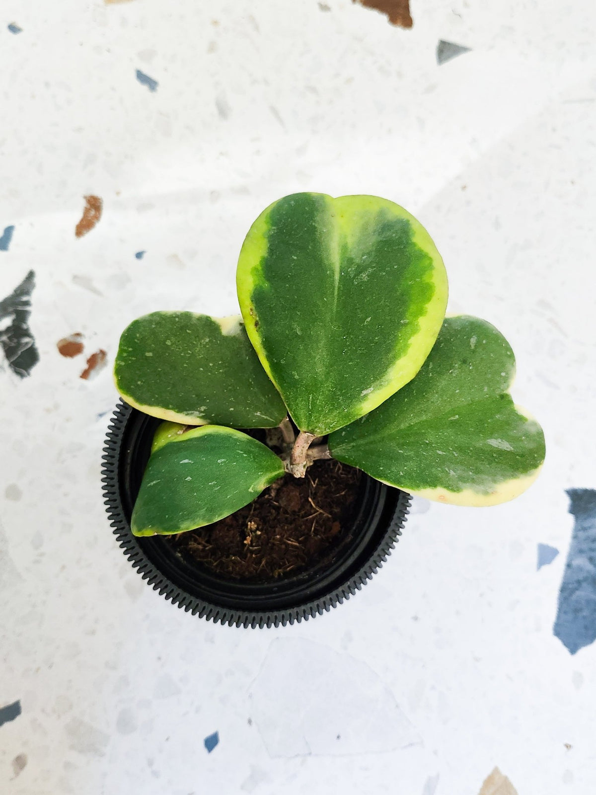 Kerrii (Hoya) - Alma Plantes