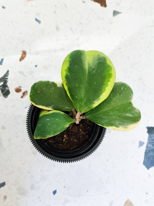 Kerrii (Hoya) - Alma Plantes