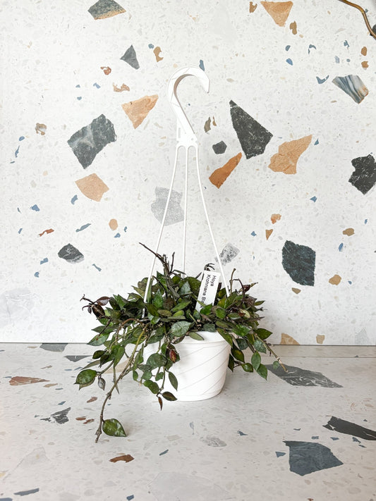 Khalil (Hoya) - Alma Plantes