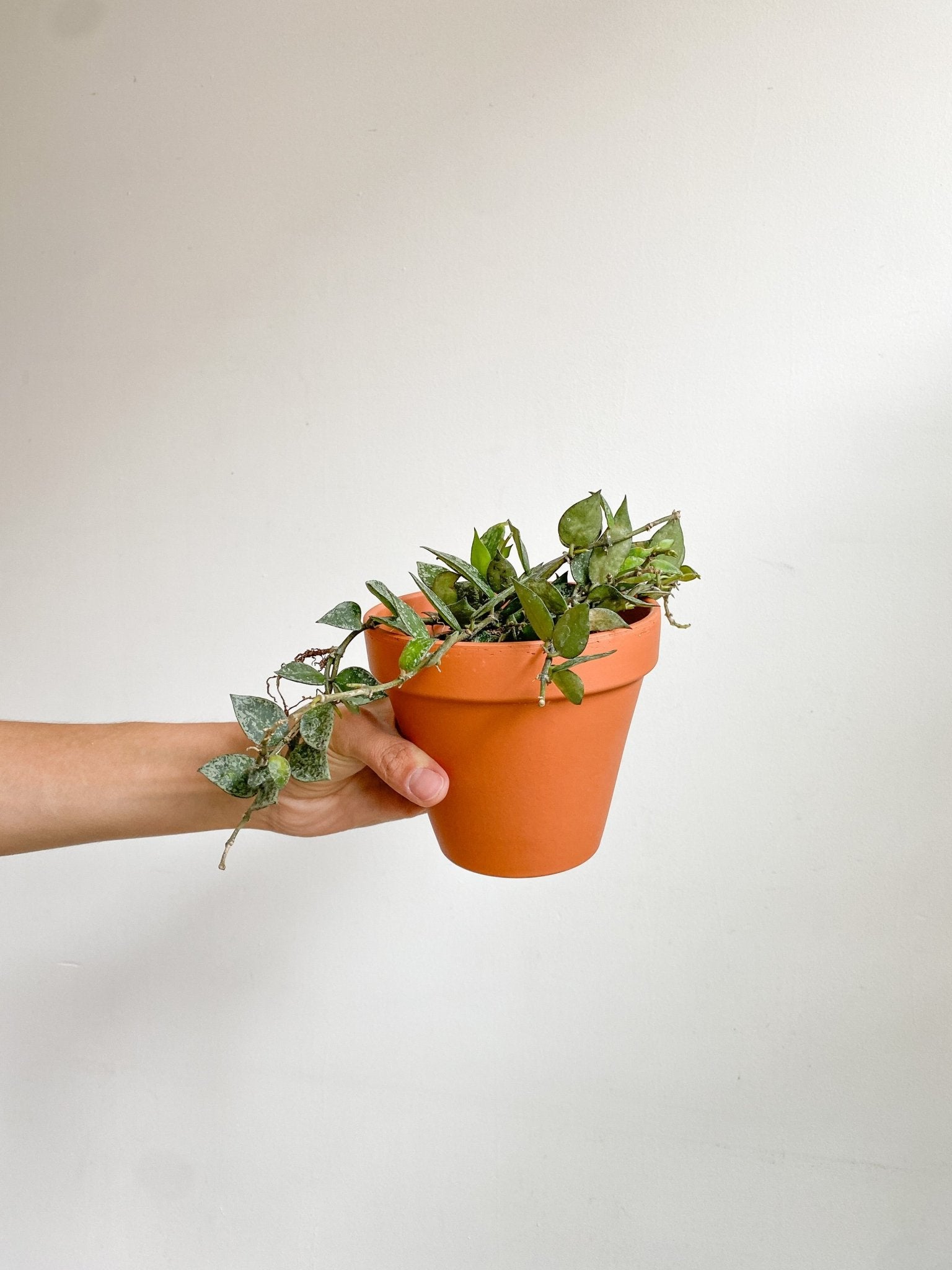 Khloé (Hoya) - Alma Plantes