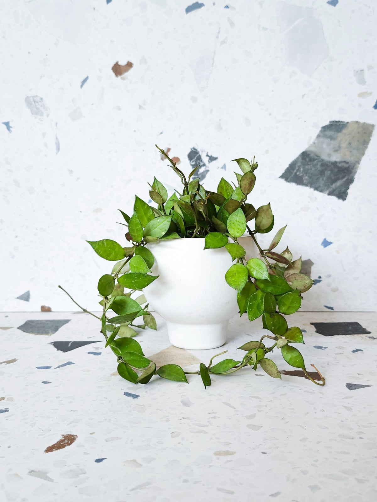 Khroniana (Hoya) - Alma Plantes