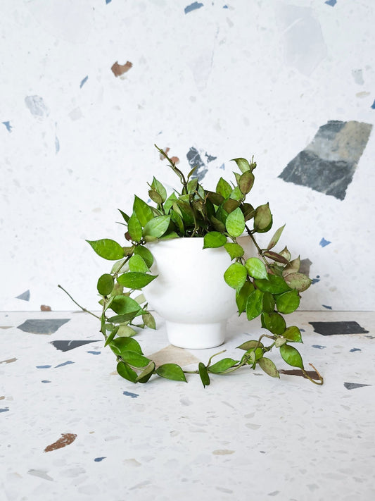 Khroniana (Hoya) - Alma Plantes