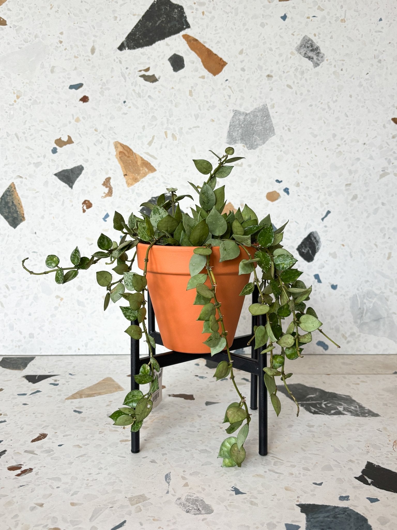 Lacunosa (Hoya) - Alma Plantes