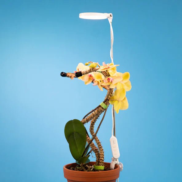 Lampe à LED réglable pour les plantes - Alma Plantes