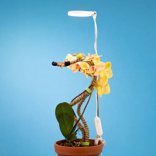 Lampe à LED réglable pour les plantes - Alma Plantes