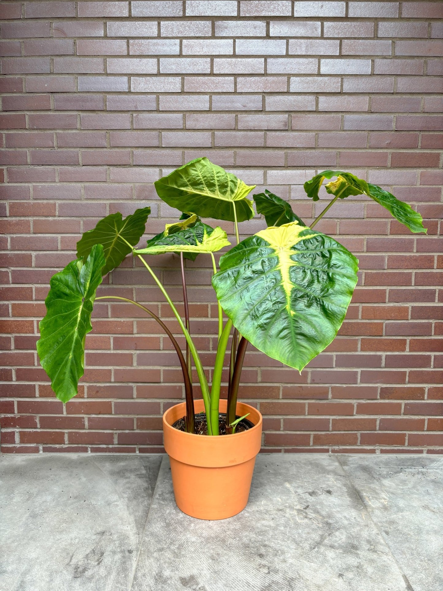 Lava (Colocasia) - Alma Plantes