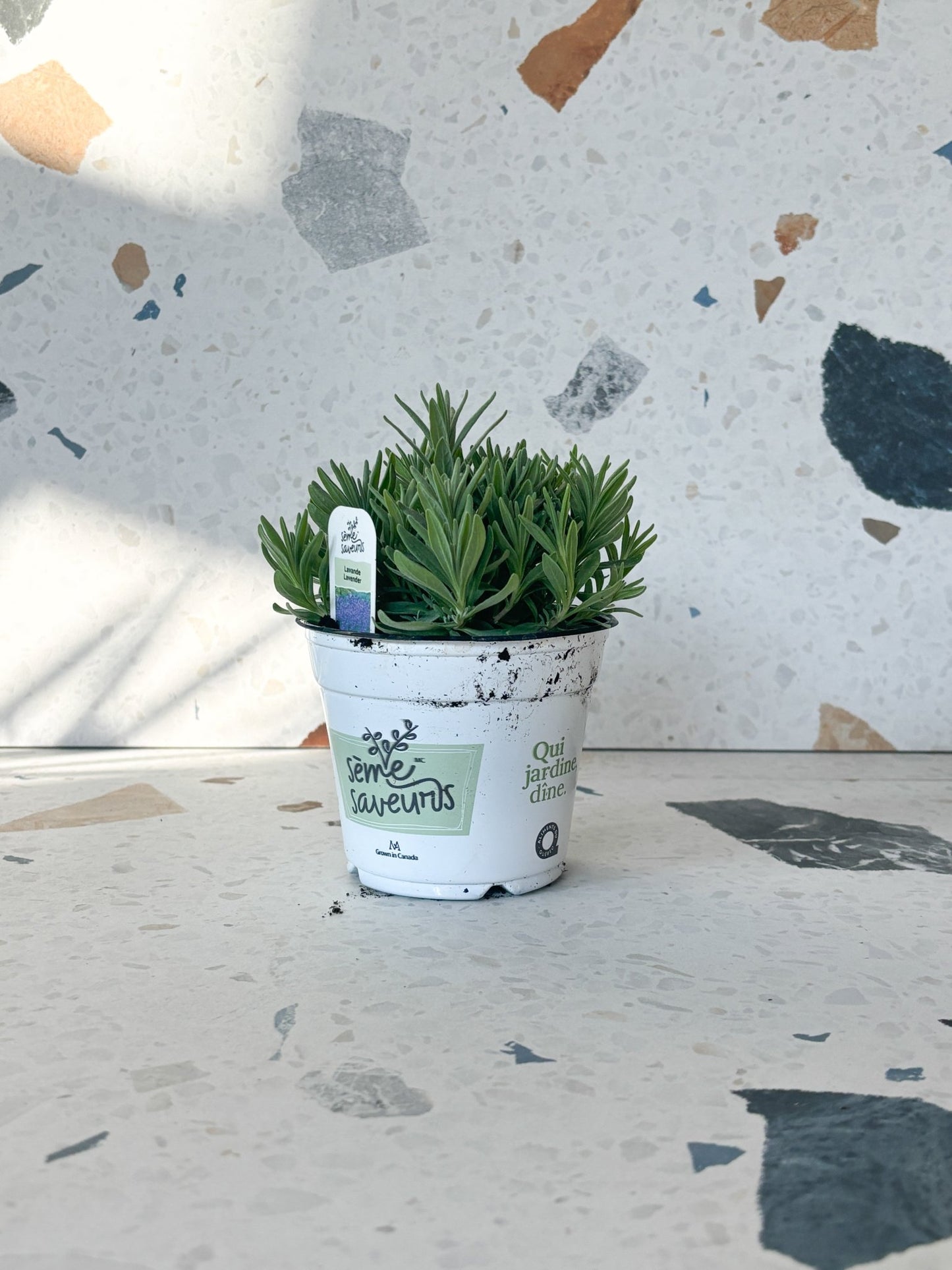 Lavande - Alma Plantes