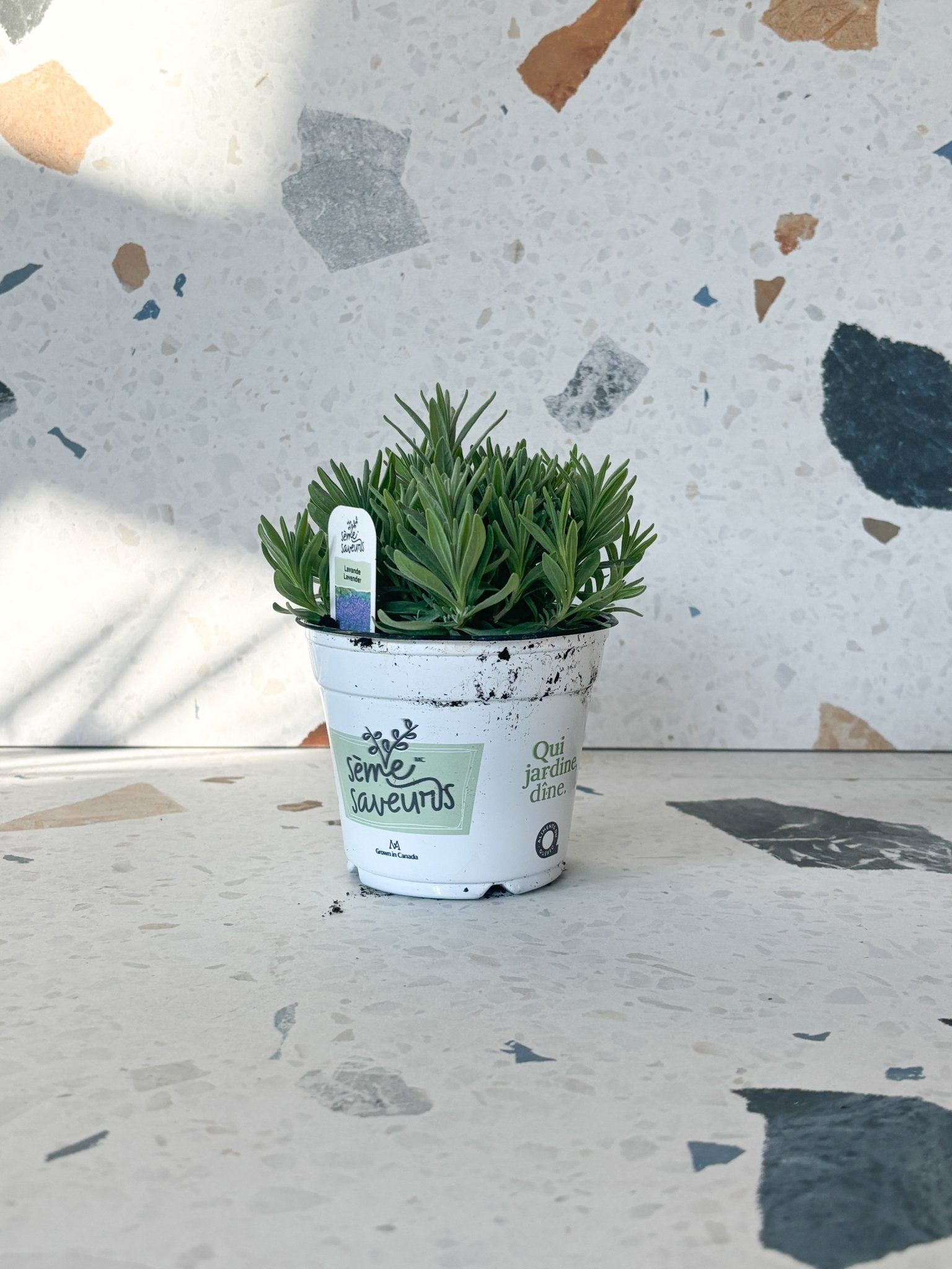 Lavande - Alma Plantes