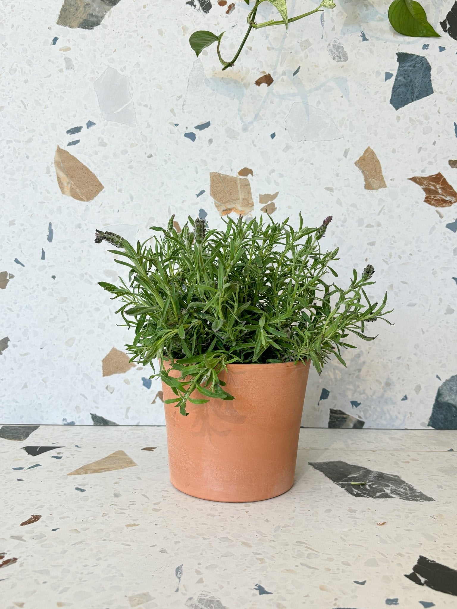 Lavande espagnole - Alma Plantes