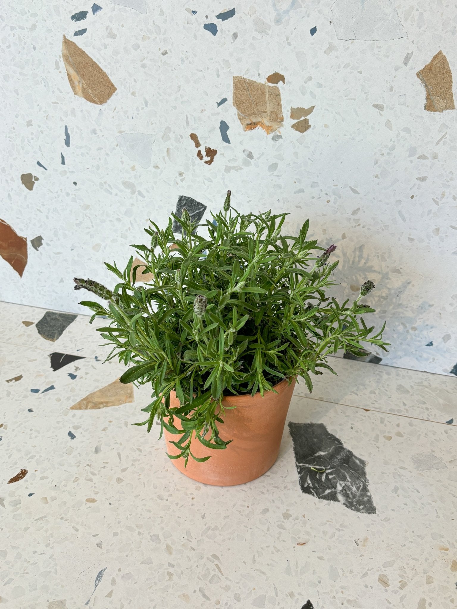 Lavande espagnole - Alma Plantes