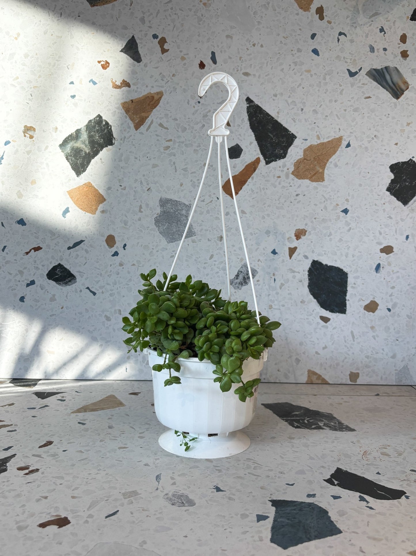 Leydon (Cotyledon) - Alma Plantes