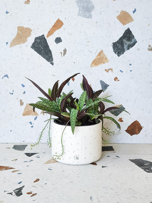 Lia (Violacae) - Alma Plantes