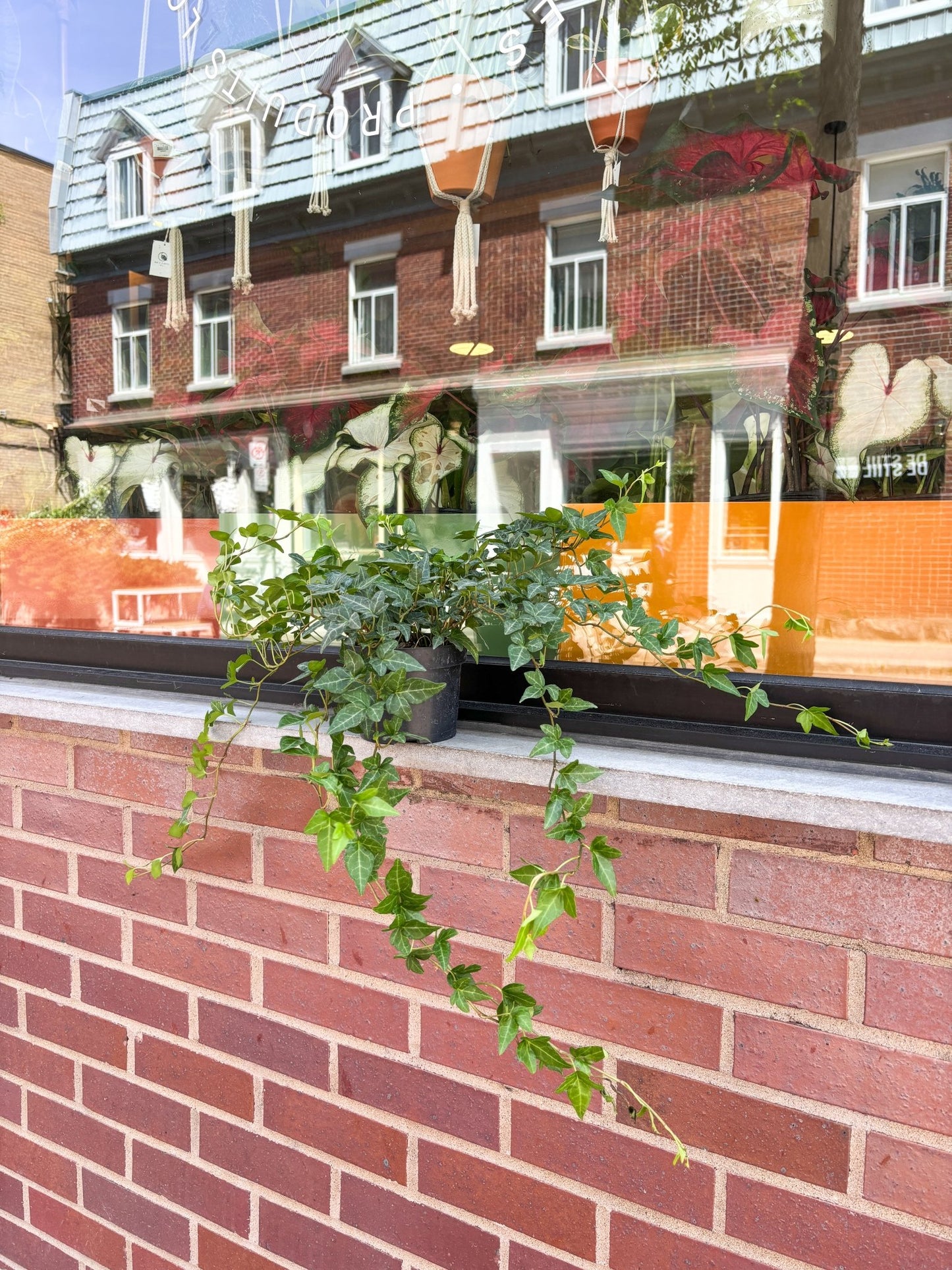 Lierres assorties - Alma Plantes