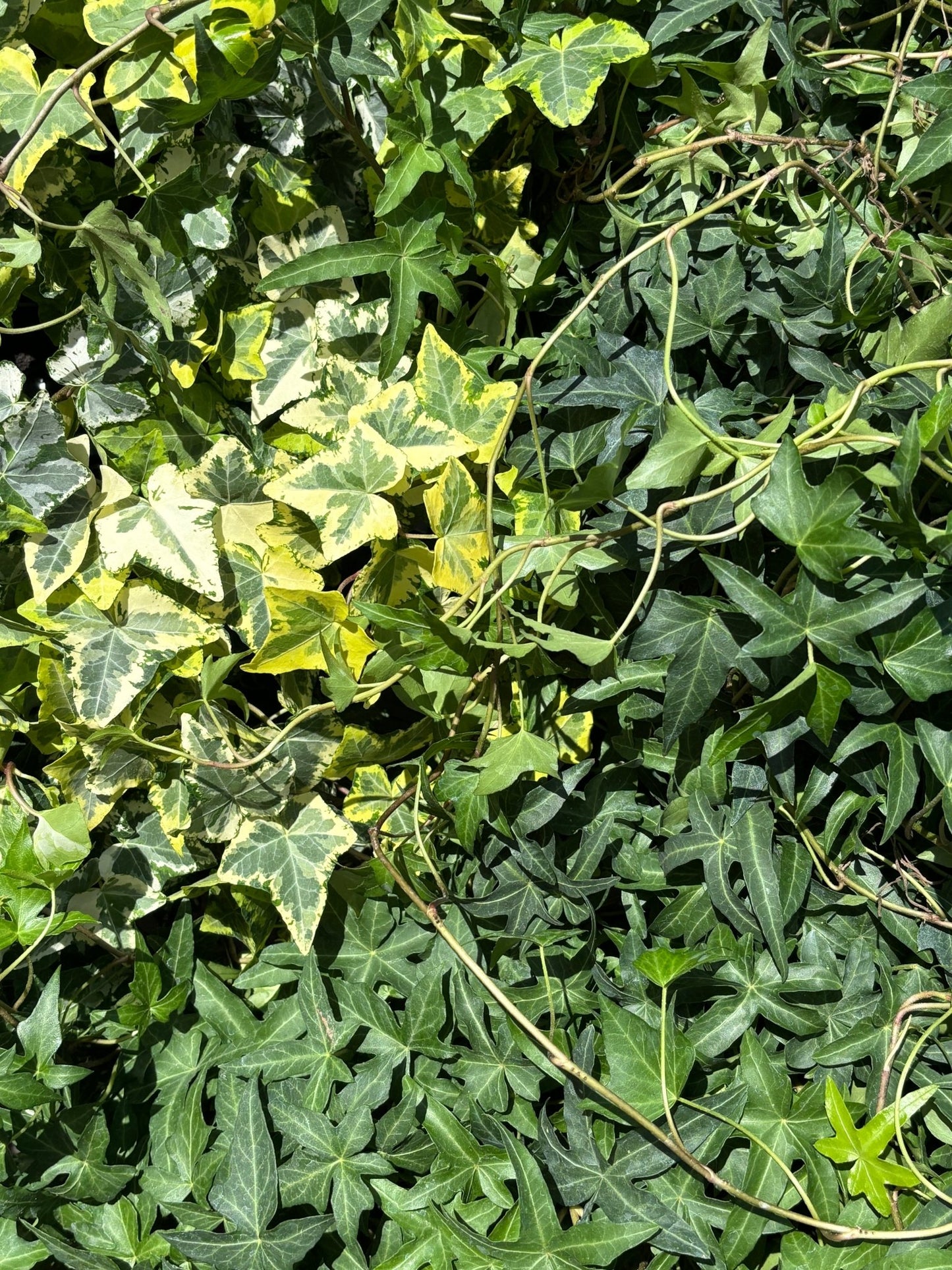 Lierres assorties - Alma Plantes