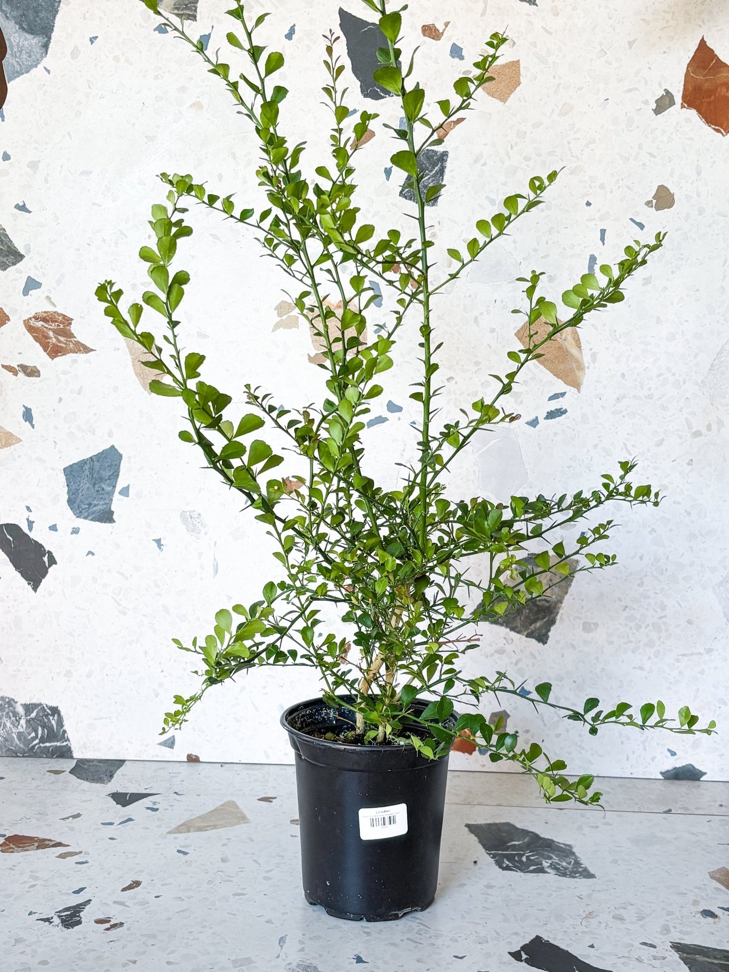 Limettier - Alma Plantes