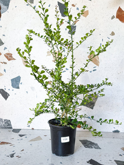 Limettier - Alma Plantes