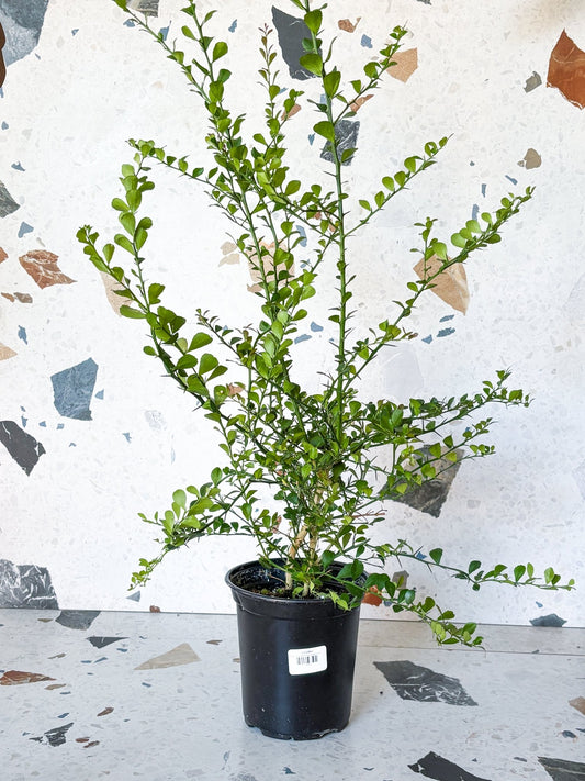 Limettier - Alma Plantes