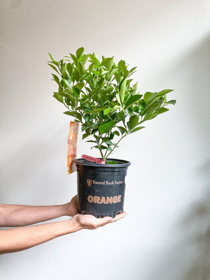 Limier - Alma Plantes