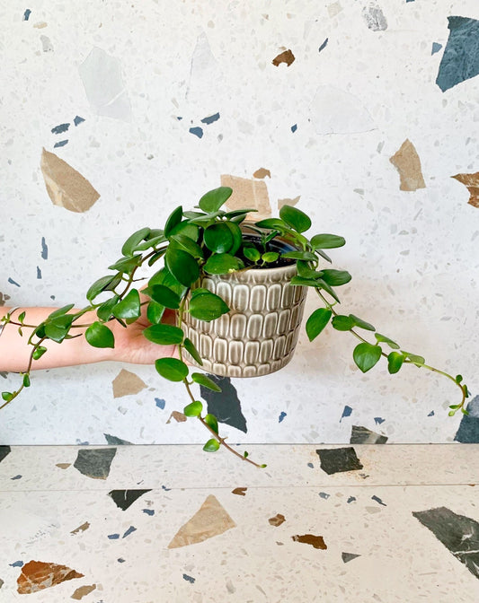 Lobian (Aeschynanthus) - Alma Plantes